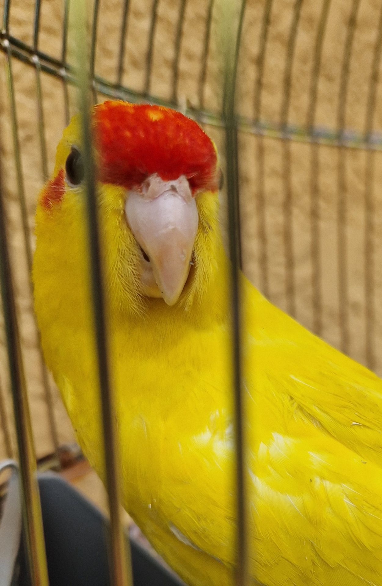 Ручные малыши какарики