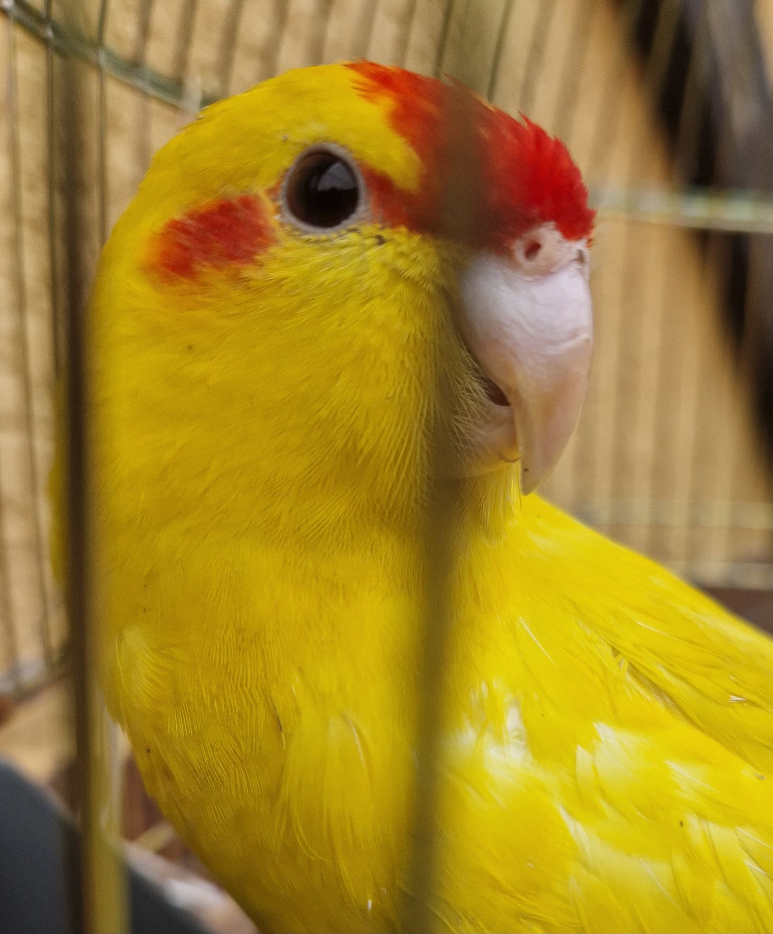 Ручные малыши какарики