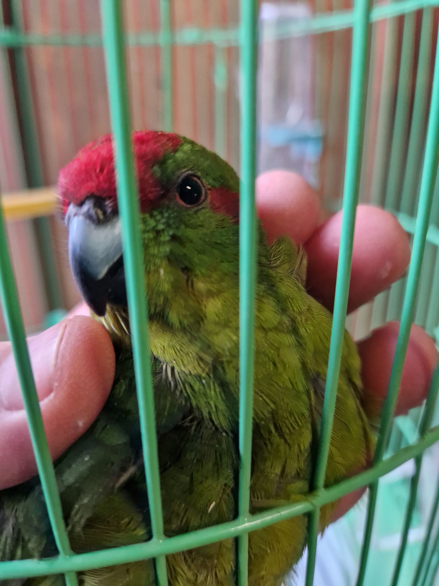 Красивые Яркие молодые какарики