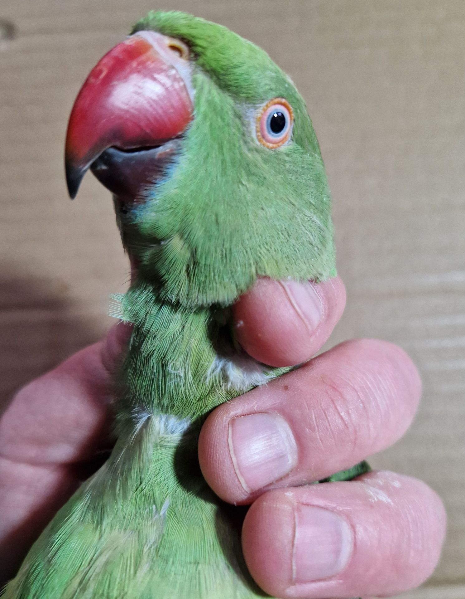 Ожерелки различных цветов