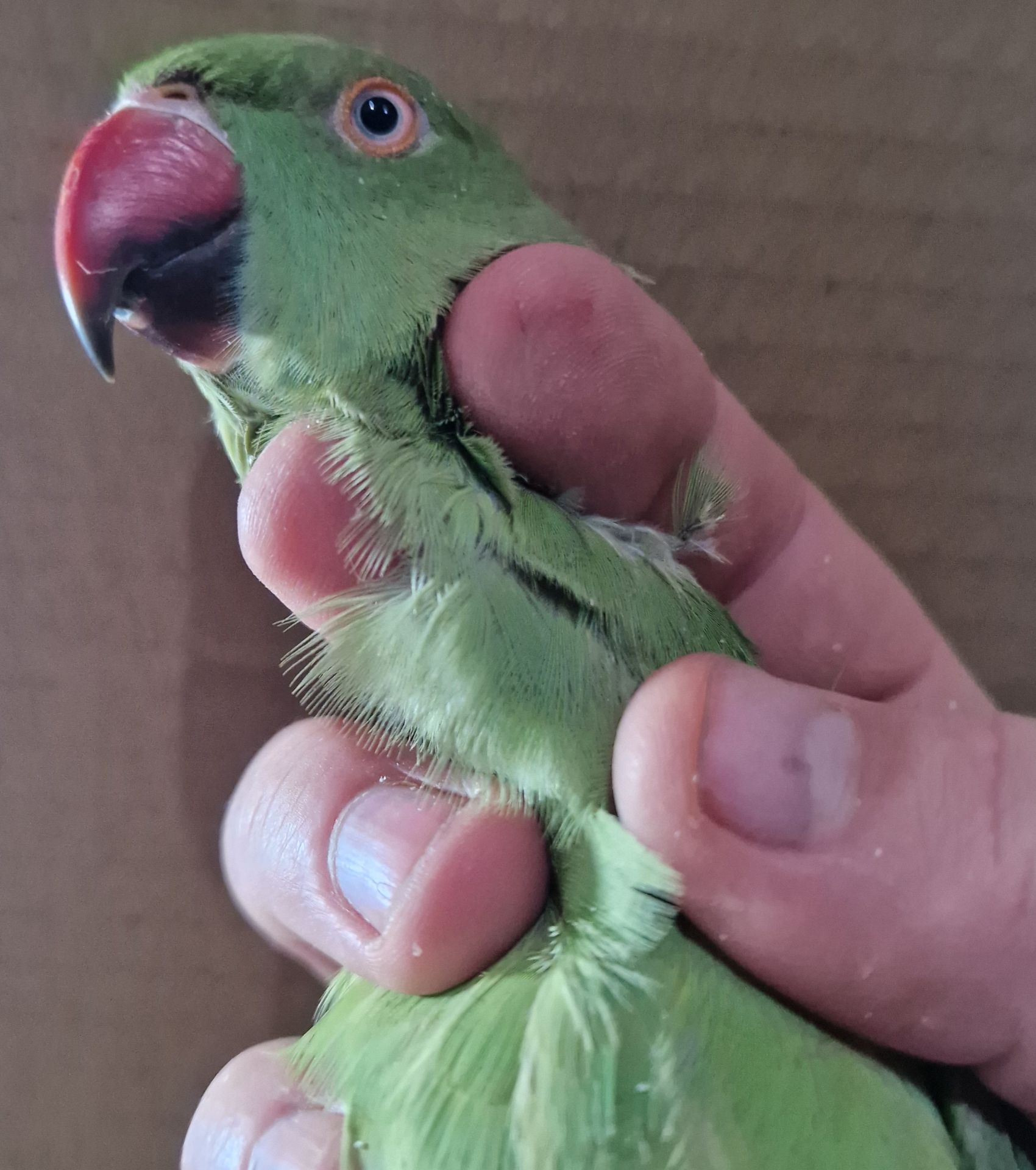 Ожерелки различных цветов