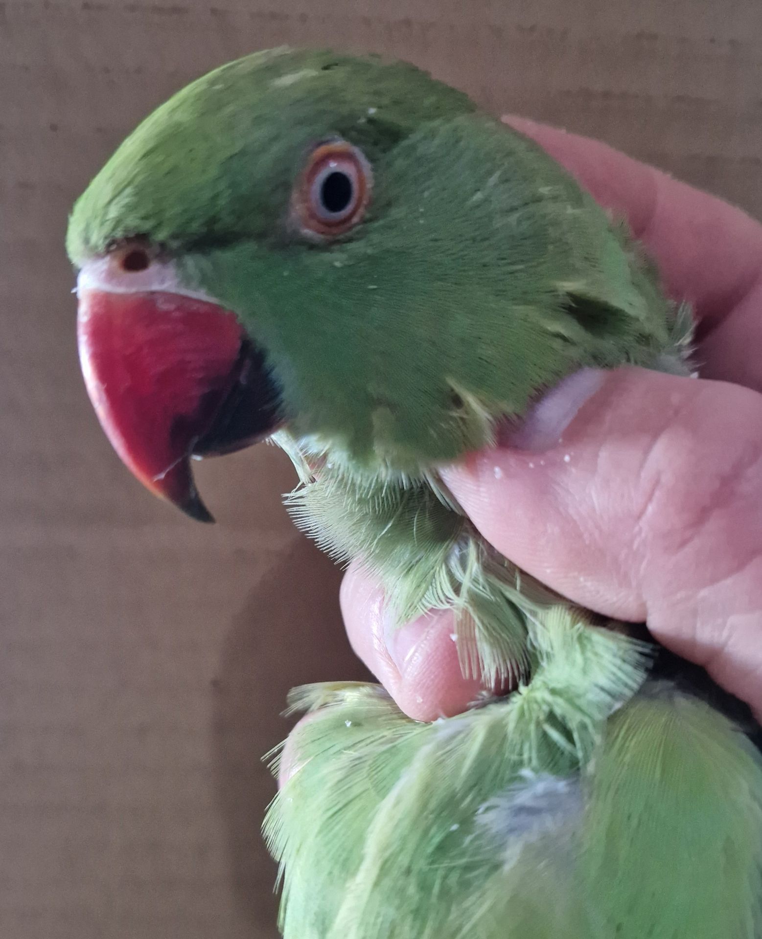 Ожерелки различных цветов