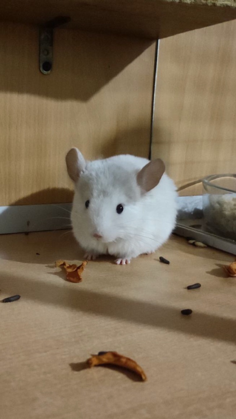 Братик та сестричка білорожеві ебоні носії рексу та фіолету, можливо сапфіру та ангори