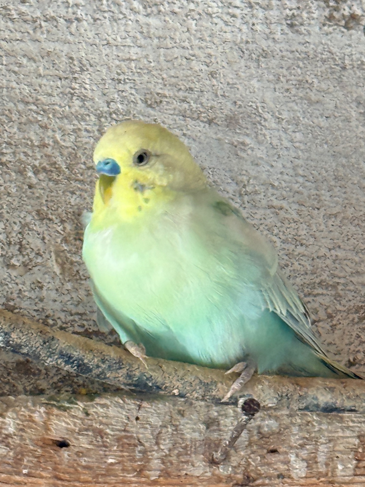 Віддам самочку в хороші руки