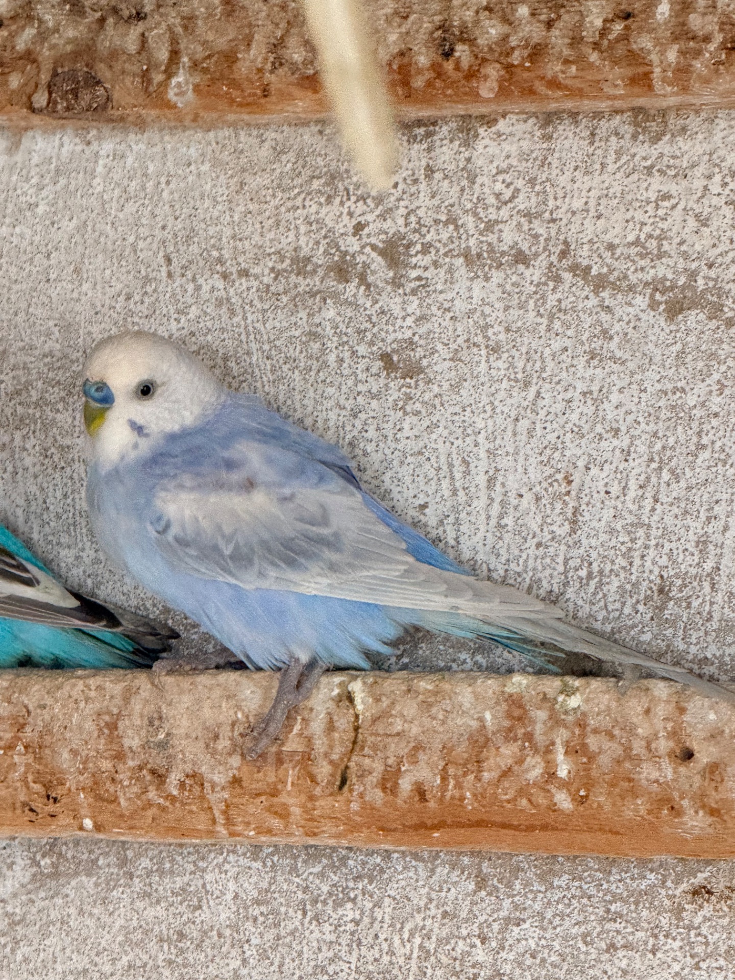 Віддам самочку в хороші руки
