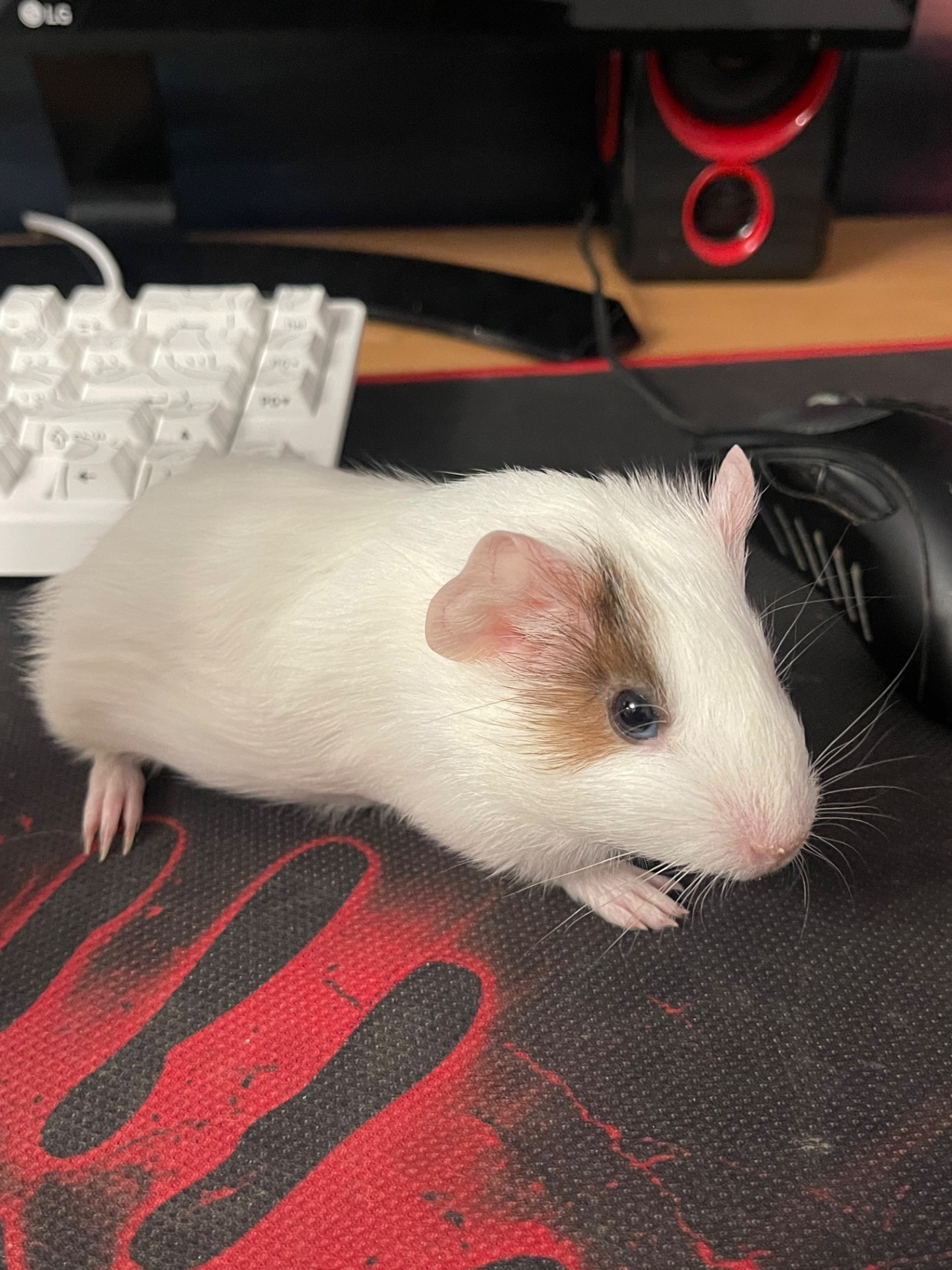 Морская свинка