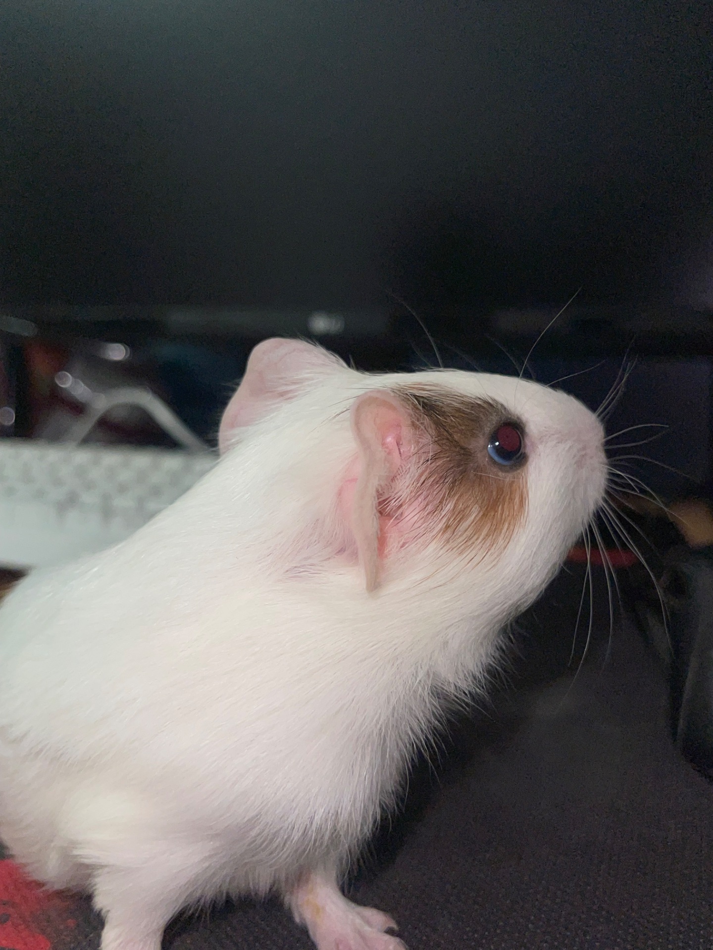 Морская свинка