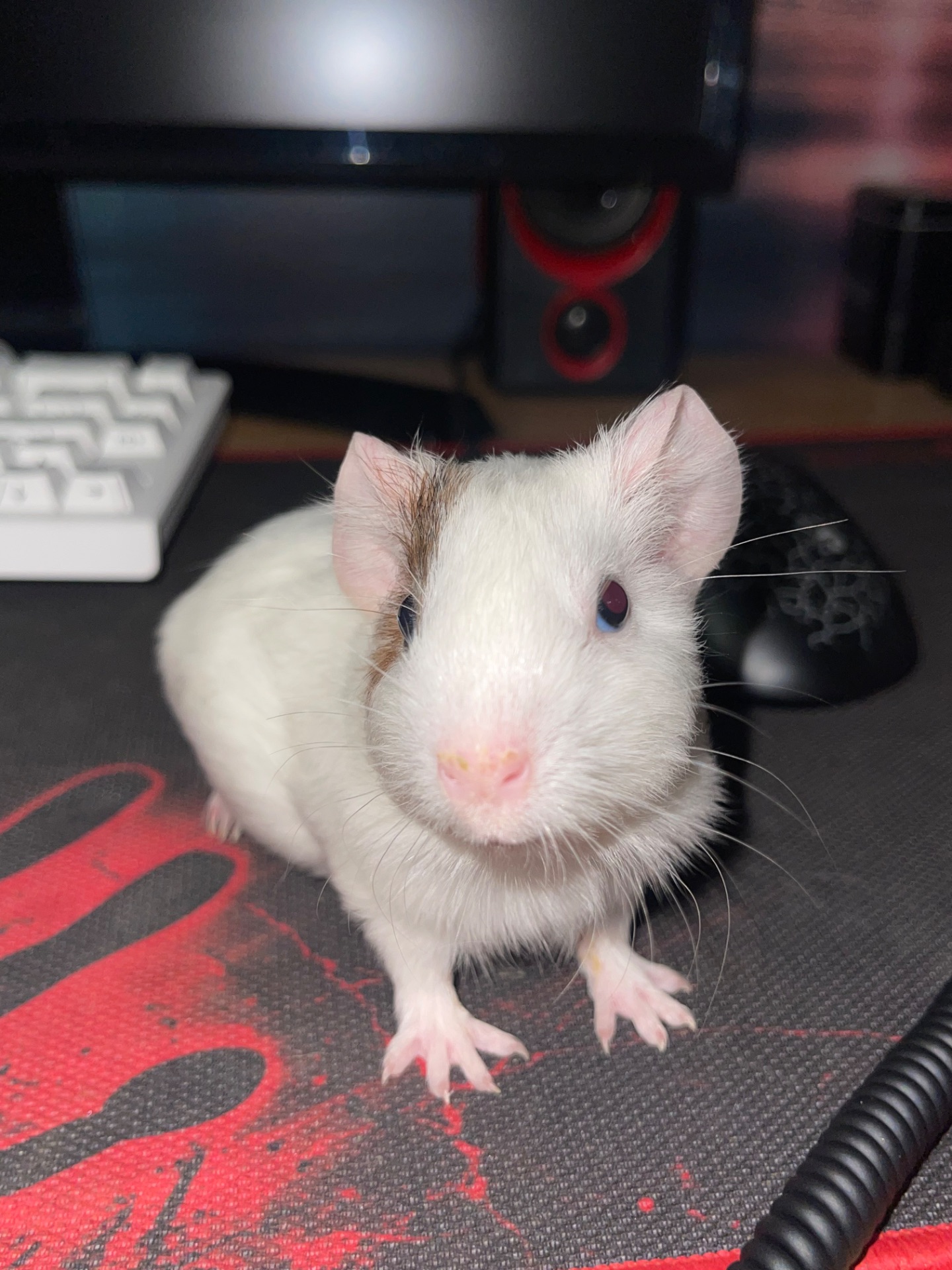 Морская свинка