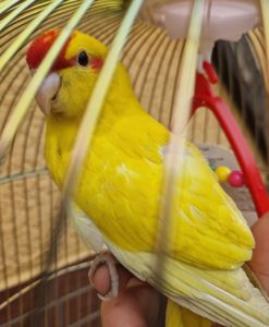 Ручные малыши какарики