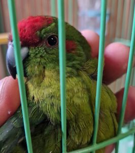 Красивые Яркие молодые какарики