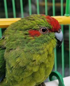 Красивые Яркие молодые какарики