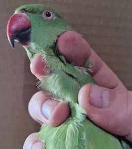 Ожерелки различных цветов