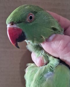 Ожерелки различных цветов