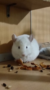 Братик та сестричка білорожеві ебоні носії рексу та фіолету, можливо сапфіру та ангори