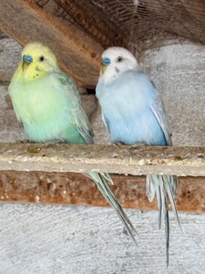 Віддам самочку в хороші руки