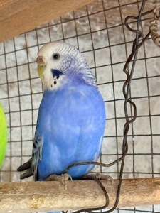 Віддам самочку в хороші руки