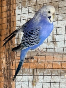 Віддам самочку в хороші руки