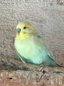 Віддам самочку в хороші руки