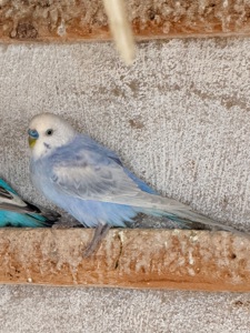 Віддам самочку в хороші руки