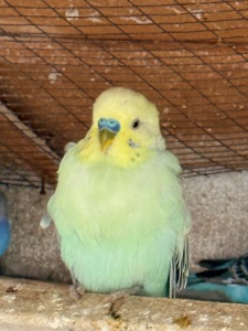 Віддам самочку в хороші руки