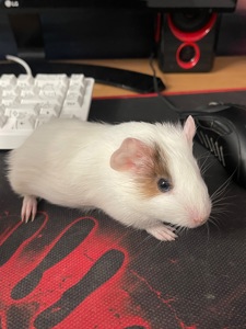 Морская свинка