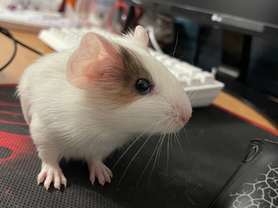 Морская свинка