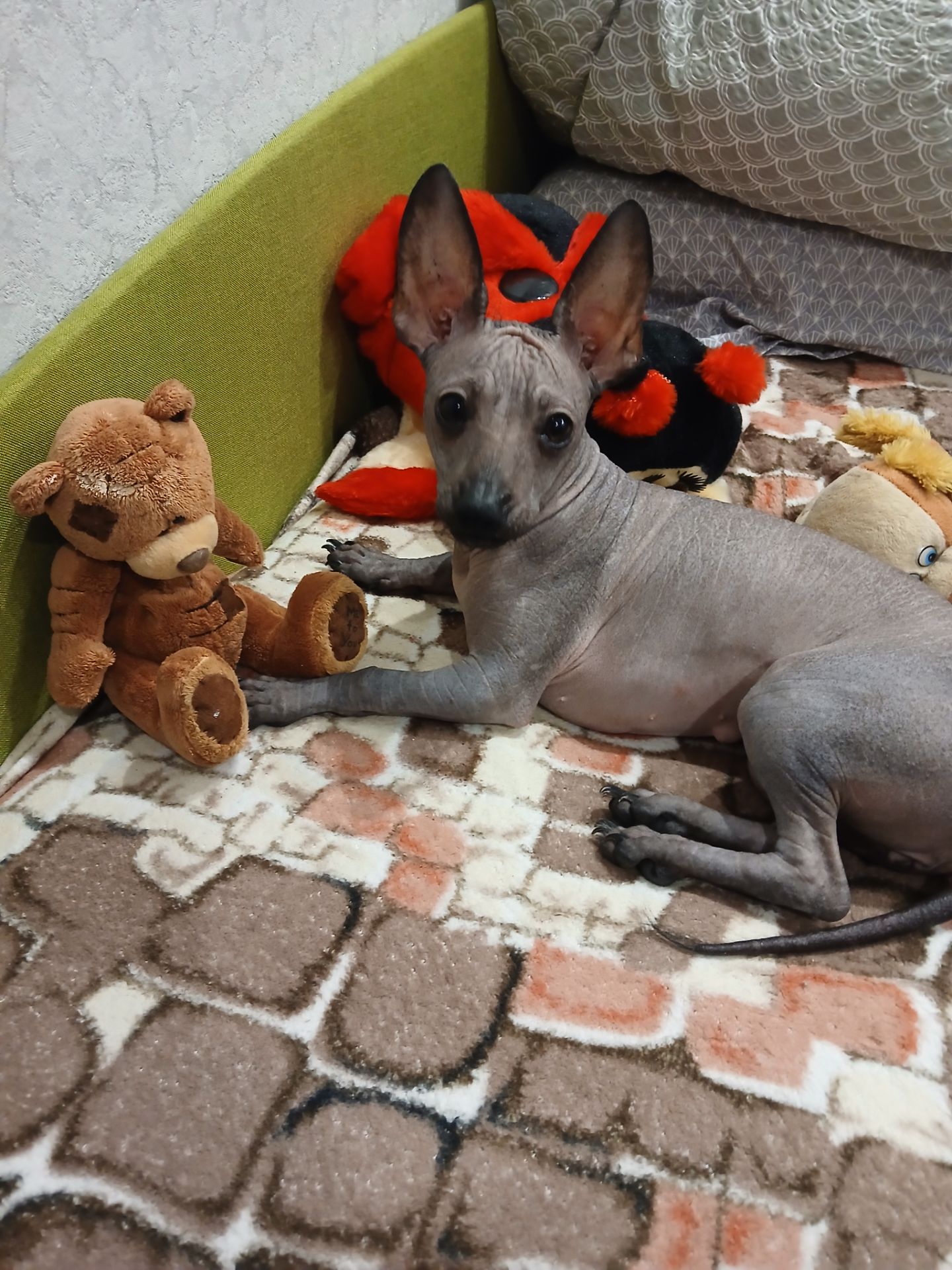 Щенок ксоло девочка