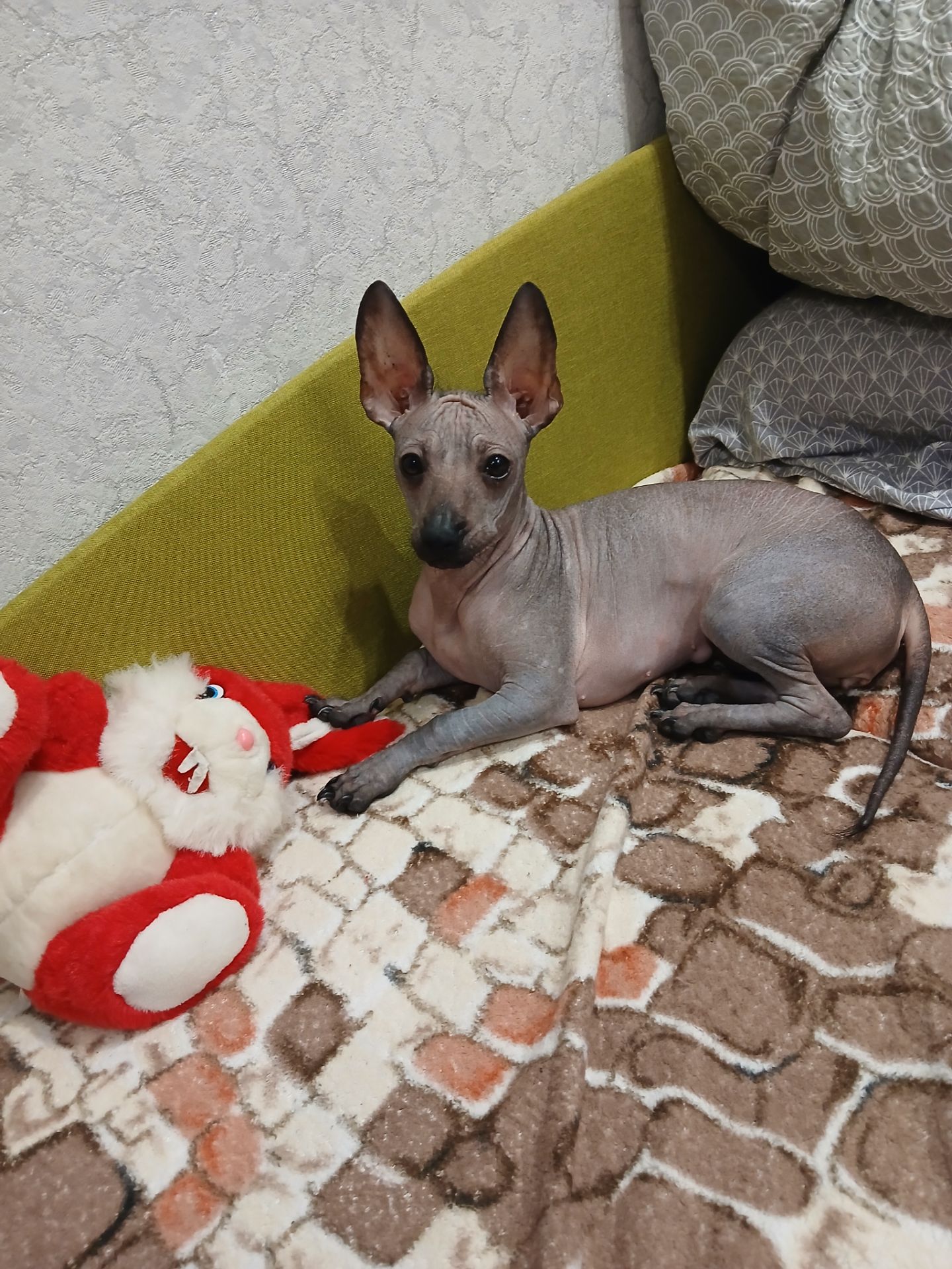 Щенок ксоло девочка