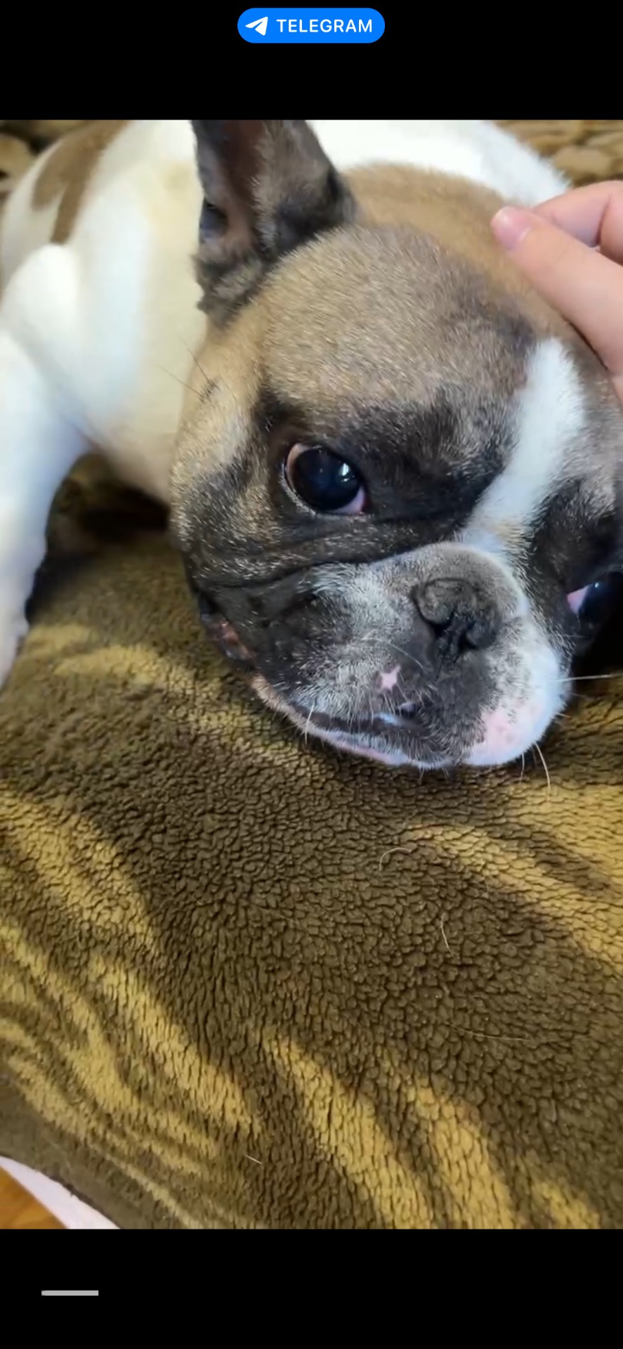 Неймовірний хлопчик французький бульдог