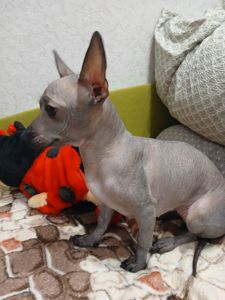 Щенок ксоло девочка