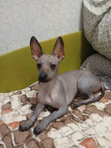 Щенок ксоло девочка