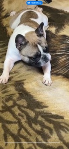 Неймовірний хлопчик французький бульдог