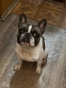 Неймовірний хлопчик французький бульдог