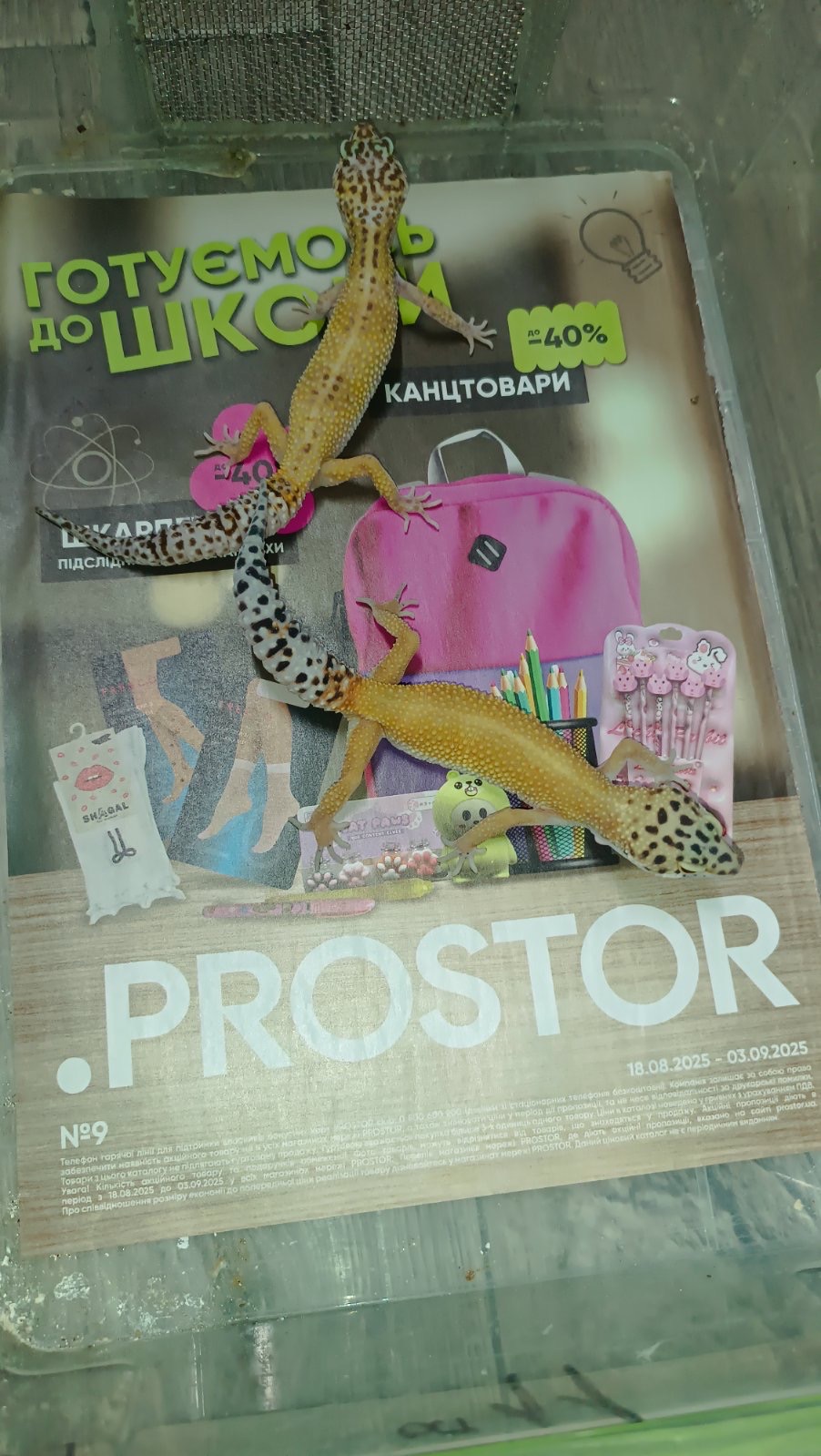 Продаються Еублефари