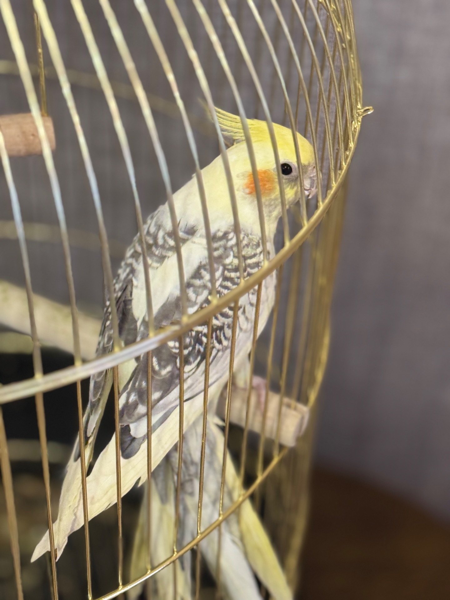 Папуга корела в комплекті з кліткою!