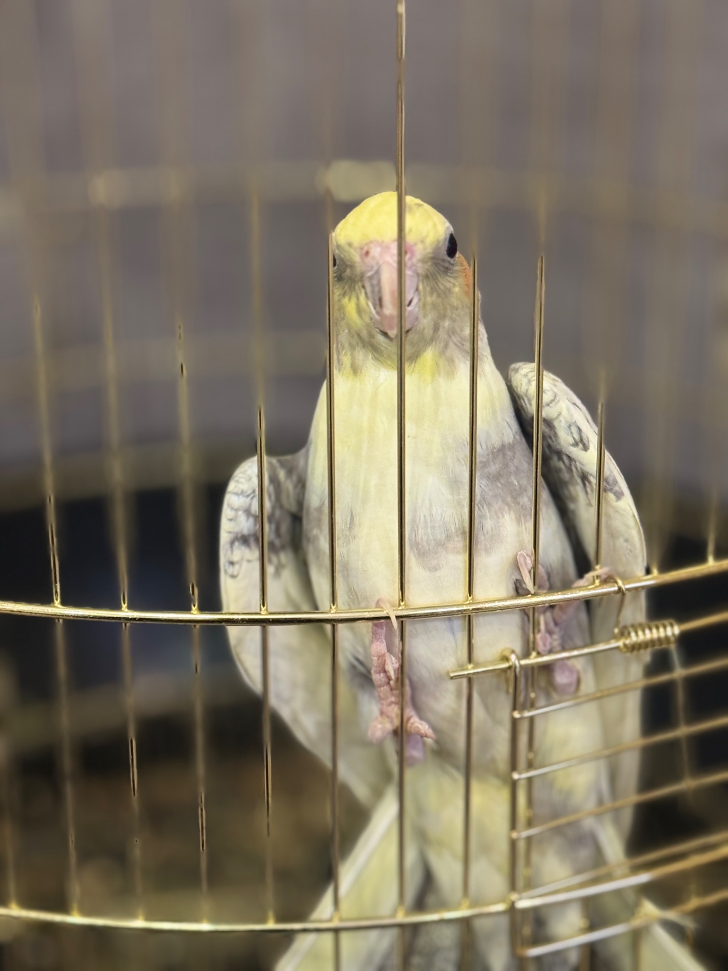 Папуга корела в комплекті з кліткою!