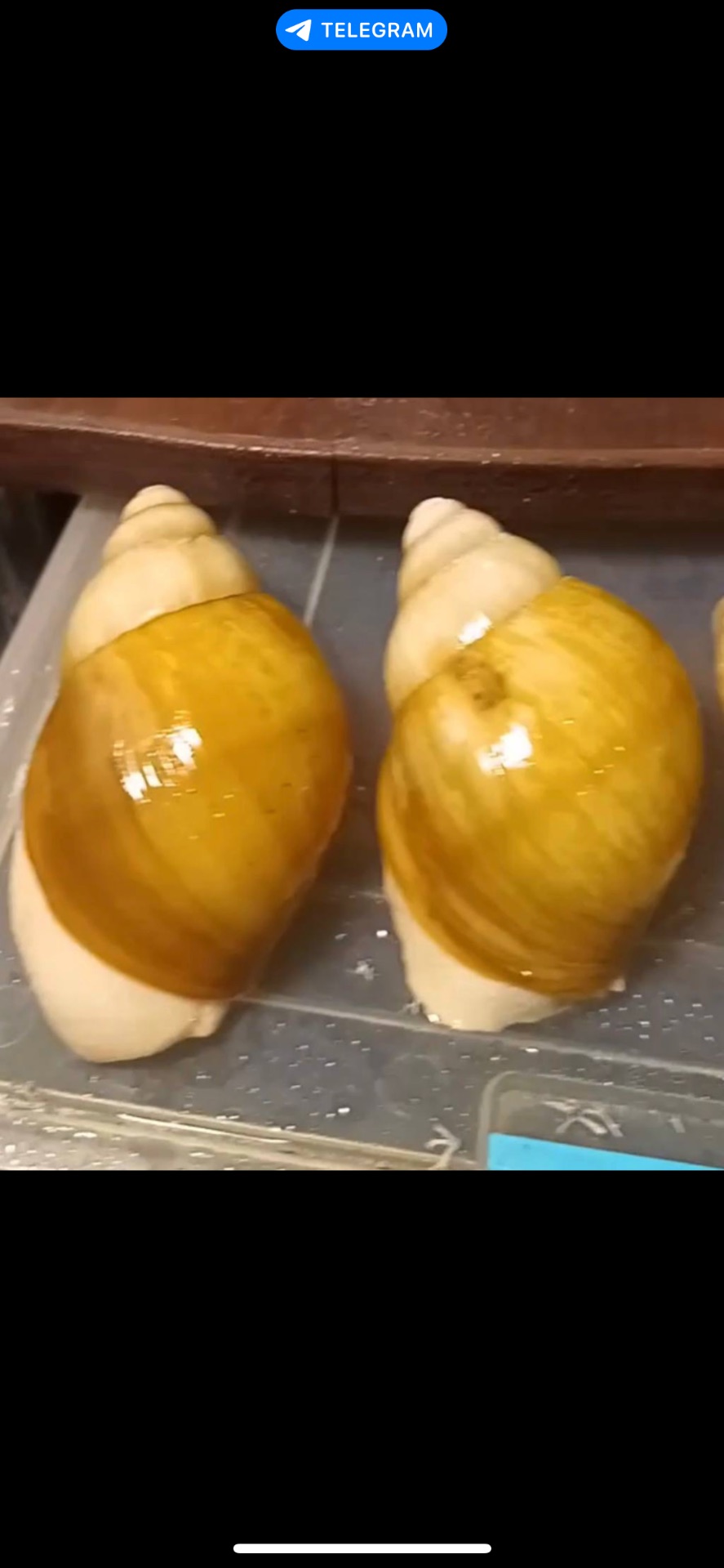 Українське біле золото пара