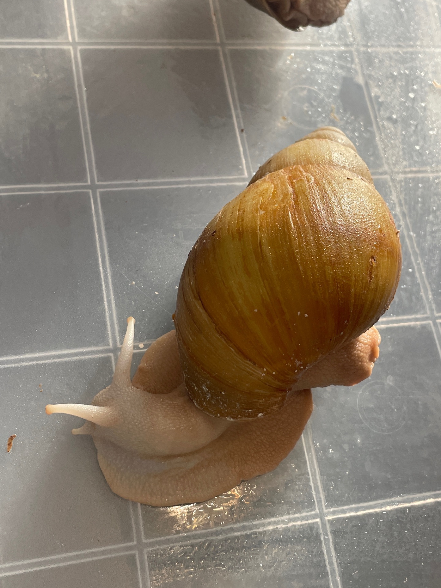 Українське біле золото пара