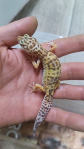 Продаються Еублефари