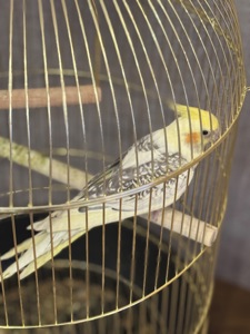 Папуга корела в комплекті з кліткою!