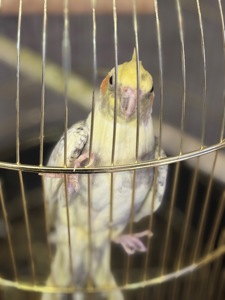 Папуга корела в комплекті з кліткою!