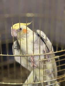 Папуга корела