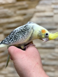 Папуга корела