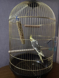 Папуга корела