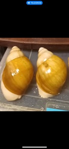 Українське біле золото пара