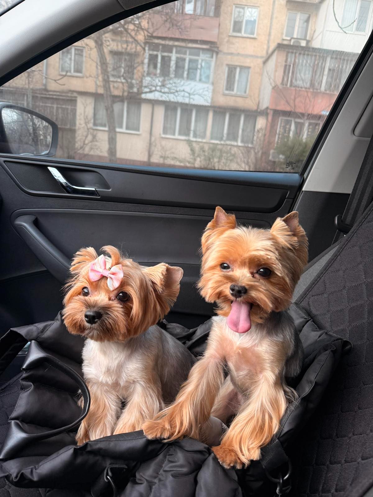 Щенки йоркширского терьера (мини)