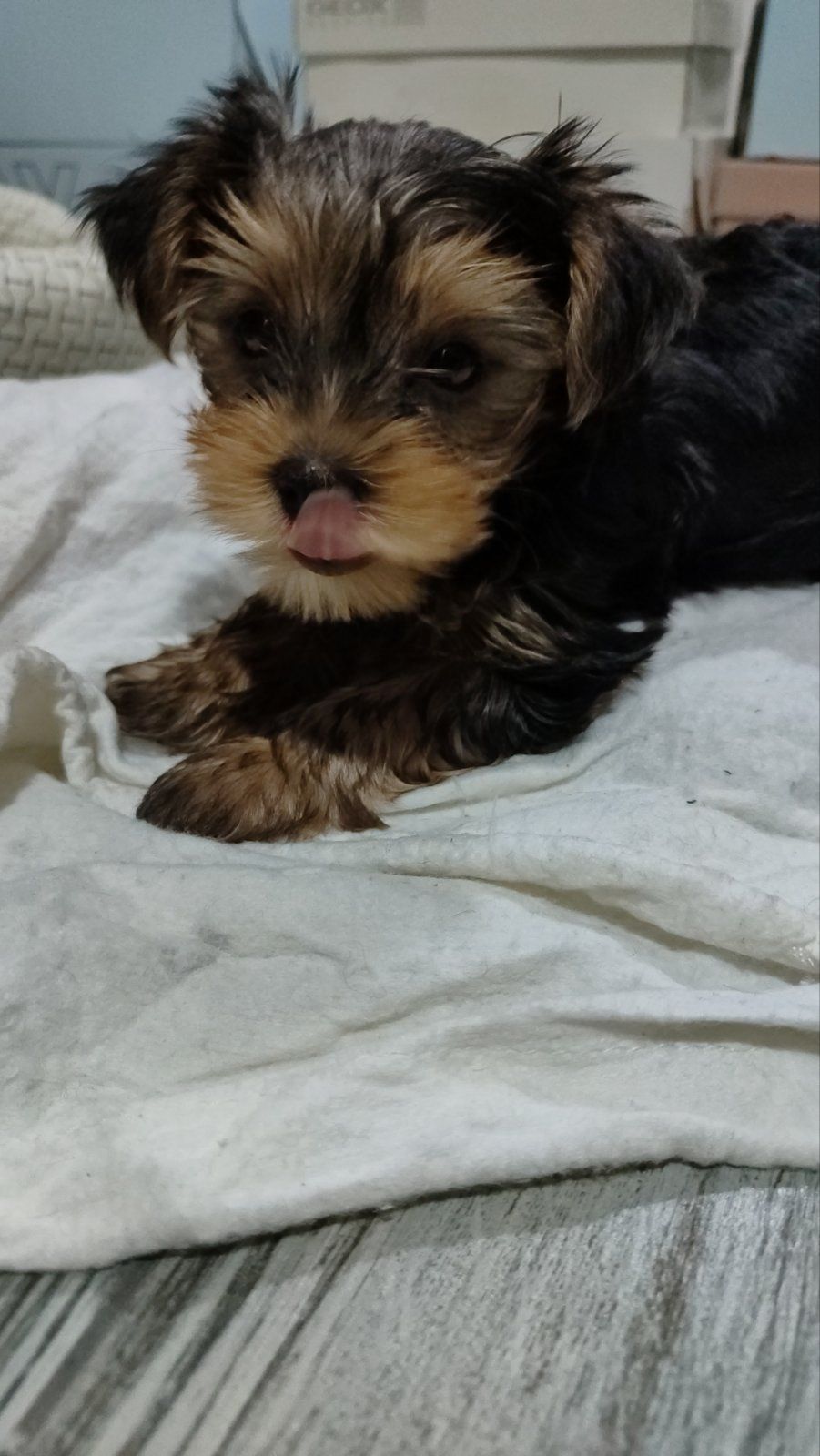 Щенки йоркширского терьера (мини)