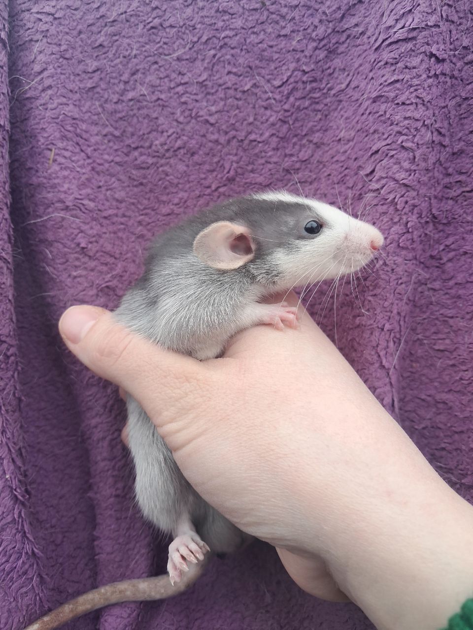 Крысы декоративные