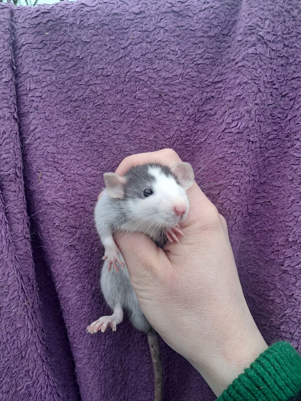 Крысы декоративные