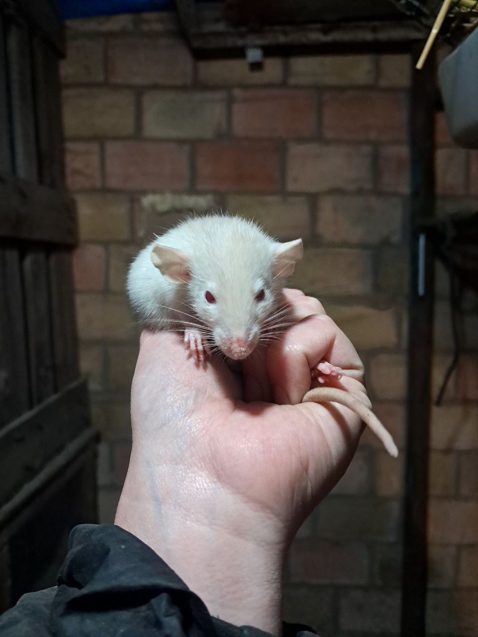 Крысы декоративные